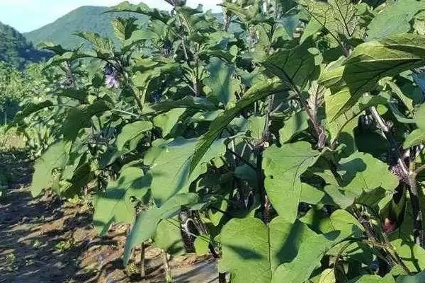 图片[4]-种茄子实现高产的方法和重点？种茄子实现高产要做好哪些细节？-会东网