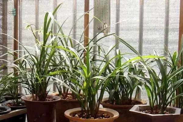 兰花的养殖技术 ,兰花春秋季浇水频率是怎样的？插图2