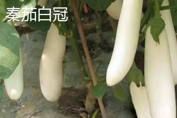 选择适合温室大棚种植茄子品种的方法和重点？选温室大棚茄子品种要做好哪些细节？插图1