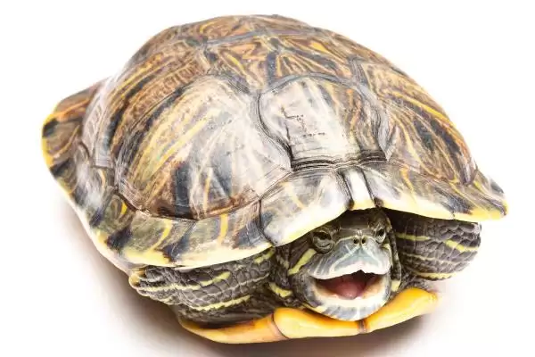 金钱龟与巴西龟的区别 ,金钱龟和巴西龟有何不同之处插图3