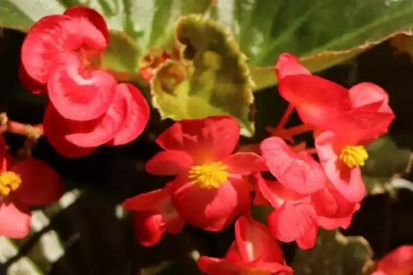 甲醛克星花卉:吊兰、菊花、白掌让你室内空气更清新插图3 甲醛克星花卉:吊兰、菊花、白掌让你室内空气更清新插图3