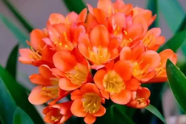 君子兰开花的叶片数量 ,君子兰长出多少片叶子可能开花呢?插图1 君子兰开花的叶片数量 ,君子兰长出多少片叶子可能开花呢?插图1