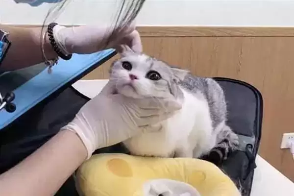 猫咪慢性肝炎是一种什么病症 ,猫咪慢性肝炎是肝脏长期发炎插图8 猫咪慢性肝炎是一种什么病症 ,猫咪慢性肝炎是肝脏长期发炎插图8