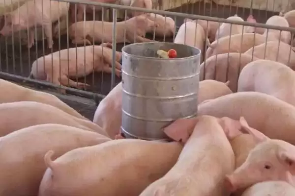 新手养猪的方法和重点？养猪要做好哪些入门基础细节？插图2