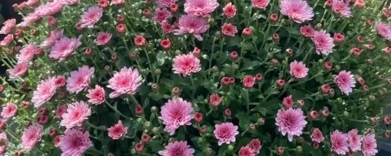 千头菊安全度夏攻略:间隔1天浇水的科学频率-会东网