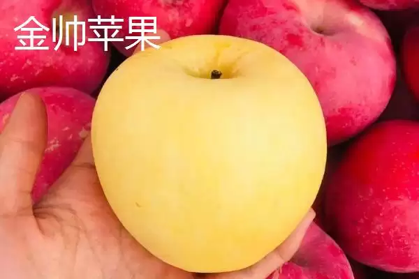 有哪些好吃的苹果新品种,包括福星、瑞雪、蜜脆等种类插图8 有哪些好吃的苹果新品种,包括福星、瑞雪、蜜脆等种类插图8