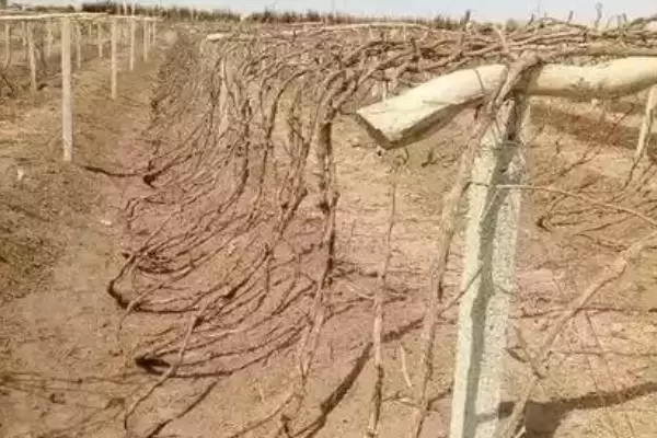 葡萄树越冬埋土技术:9月下旬到10月上旬首次浅埋的要点插图2 葡萄树越冬埋土技术:9月下旬到10月上旬首次浅埋的要点插图2