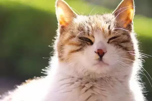 猫生产前会有什么表现呢 ,猫生产前常食欲下降且特别黏人插图1