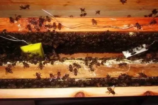 图片[4]-拆分蜂群的方法，可直接将原蜂箱中的部分蜂脾、蜜脾放入新蜂箱中-会东网