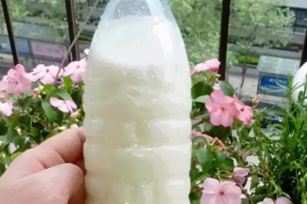 牛奶发酵后的神奇用途:适合浇喜酸植物的科学依据插图2 牛奶发酵后的神奇用途:适合浇喜酸植物的科学依据插图2