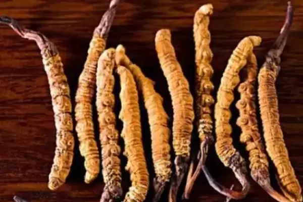 图片[4]-判断有无人工养殖冬虫夏草的方法和重点？判断有无人工养殖冬虫夏草要做好哪些细节？-会东网