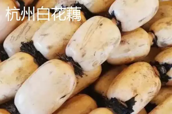 图片[4]-莲藕的优质品种 ,有哪些好吃的莲藕品种推荐呢？-会东网