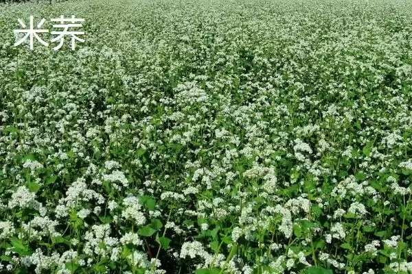图片[6]-荞麦产地揭秘：我国陕西、甘肃等省的种植优势-会东网