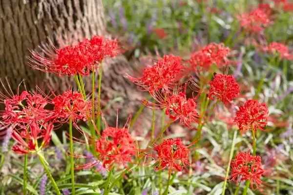 图片[6]-防治彼岸花虫害的方法和重点？防治彼岸花虫害要做好哪些细节？-会东网
