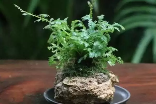 图片[6]-养殖幸福草的方法和重点？养殖幸福草要做好哪些细节？-会东网