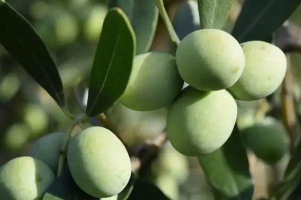 图片[12]-客厅适合摆放的植物 ,客厅适合摆放哪十种常见植物呢？-会东网
