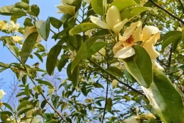 图片[2]-深山含笑和乐昌含笑有什么区别？区分深山含笑和乐昌含笑要关注什么？-会东网