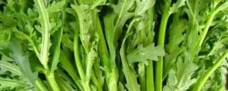 茼蒿要多久才能采收？确定茼蒿采收时间要考虑哪些生长周期和品质因素？-会东网