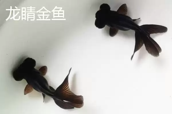 图片[7]-买金鱼去哪里买比较好 ,买金鱼选择什么市场合适-会东网
