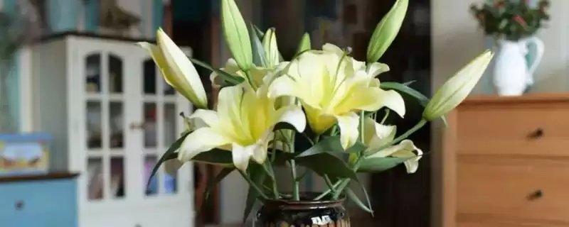 鲜切百合花苞太生的处理方法和要点？处理鲜切百合花苞问题需注意什么？-会东网