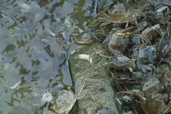 螃蟹养殖用水学问：淡水蟹用淡水养殖的原因插图1