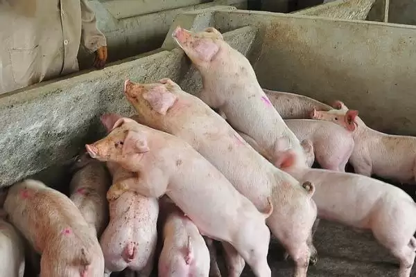 选择猪拉稀快速痊愈药物的方法和重点？养猪要做好哪些用药治疗细节？插图4