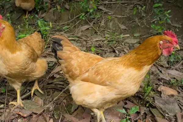 确定三黄鸡养殖周期的方法和重点?养鸡要做好哪些养殖时间规划?插图3 确定三黄鸡养殖周期的方法和重点?养鸡要做好哪些养殖时间规划?插图3