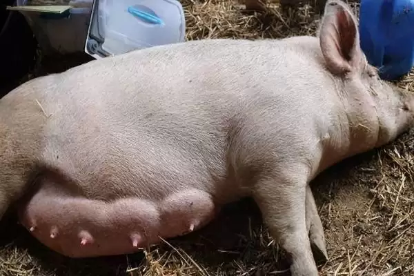 母猪炎症需要使用什么药物呢,母猪炎症可用土霉素、青链霉素和林可霉素插图1