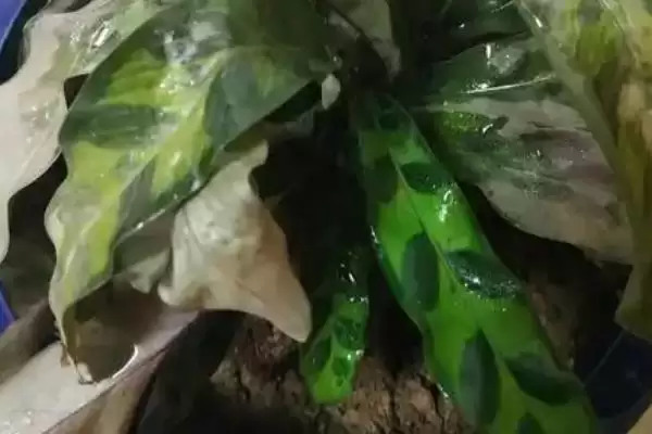 猫眼竹芋要怎么进行养殖呢 ,猫眼竹芋养殖温度保持 20-30℃插图3 猫眼竹芋要怎么进行养殖呢 ,猫眼竹芋养殖温度保持 20-30℃插图3