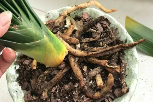 君子兰烂根的原因及防治 ,怎样综合防治君子兰烂根问题呢?插图1 君子兰烂根的原因及防治 ,怎样综合防治君子兰烂根问题呢?插图1