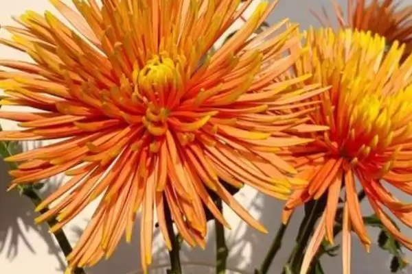 图片[4]-水培菊花为什么不生根？探究水培菊花不生根原因要考虑哪些因素？-会东网