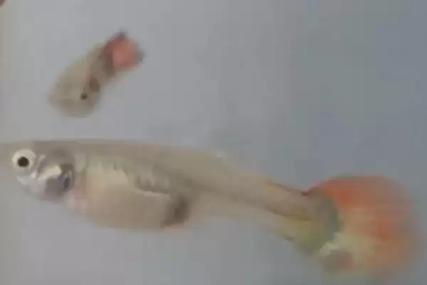 孔雀鱼受伤的原因 ,哪些情况会导致孔雀鱼受伤呢？插图2