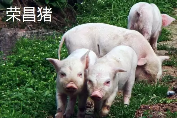 认识我国猪品种的方法和重点？养猪要做好哪些品种选择细节？插图5