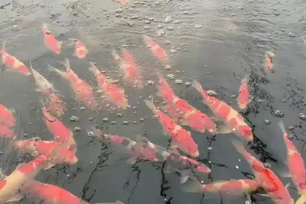 图片[6]-锦鲤的过冬方法 ,锦鲤如何才能安全度过冬天-会东网