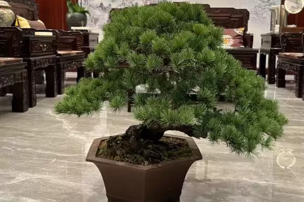 图片[9]-制作五针松盆景的方法和重点？制作五针松盆景要做好哪些细节？-会东网