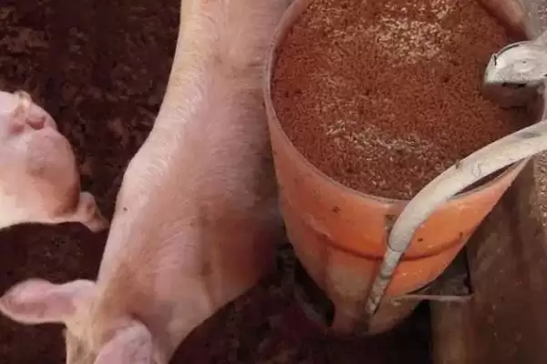 计算猪毛重和净重的方法和重点？养猪要做好哪些重量计量细节？插图3