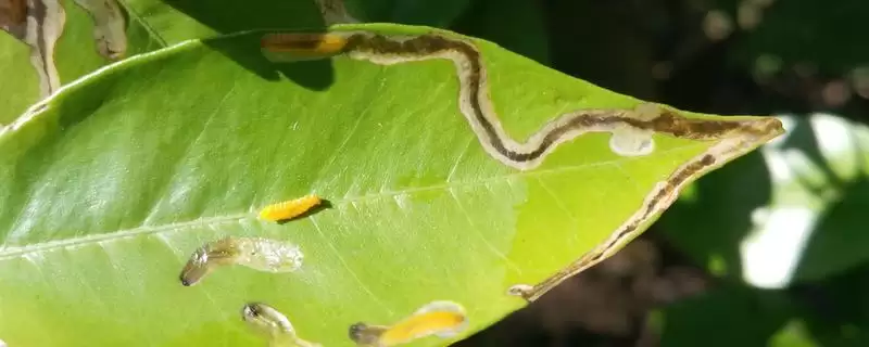 防治病虫害的适宜适期，害虫幼龄期、危险生育期、天敌敏感期适合用药-会东网