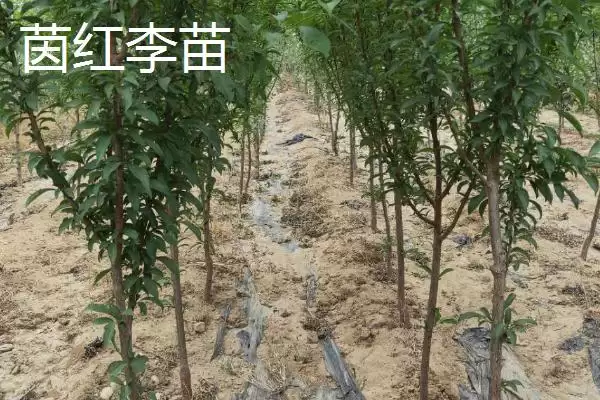 图片[5]-李子树苗有哪些好品种，蜂糖李、青脆李等品种均可选择-会东网