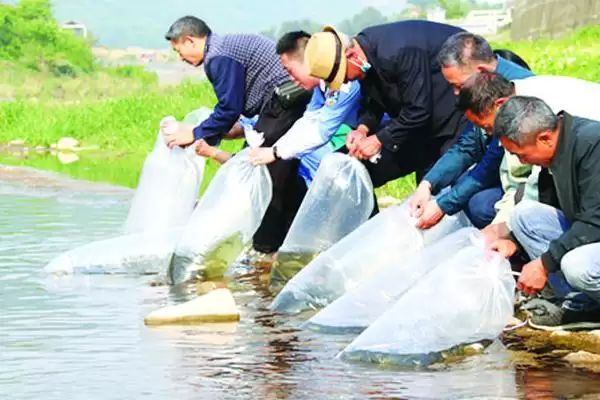 图片[4]-墨鱼要怎么进行养殖才可以呢 ,墨鱼选合适海域后可用网箱进行养殖-会东网