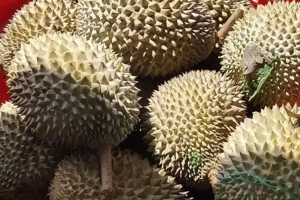 图片[2]-分辨正宗马来西亚猫山王榴莲真假的方法和重点？分辨正宗马来西亚猫山王榴莲真假要做好哪些细节？-会东网