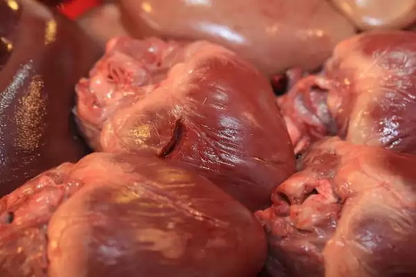 认识猪内脏的方法和重点？养猪要做好哪些猪体结构了解细节？插图2