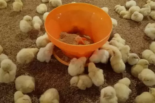 分辨小鸡公母方法的方法和重点？养鸡要做好哪些性别辨别工作？插图4