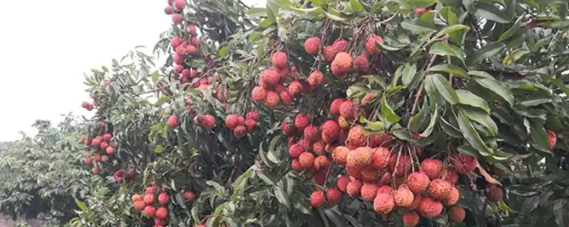 荔枝的施肥时间 ,荔枝不同阶段施肥有何作用呢？-会东网