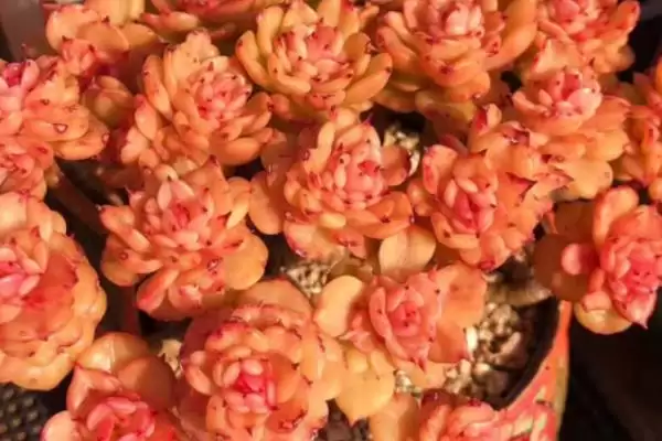 图片[2]-夏季养蜡牡丹的方法和要点？夏季养殖蜡牡丹要掌握哪些关键步骤？-会东网