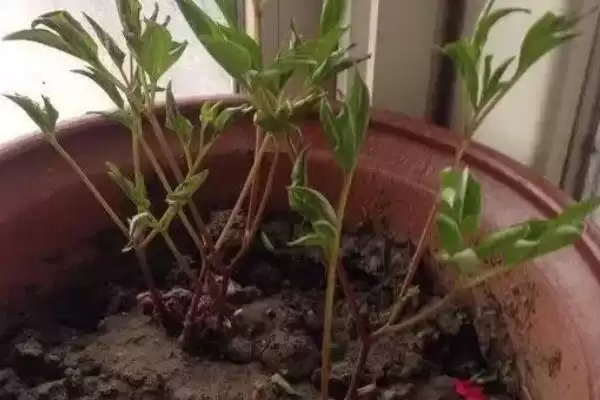 图片[6]-盆栽芍药覆土厚度奥秘：3-4厘米左右的科学依据-会东网