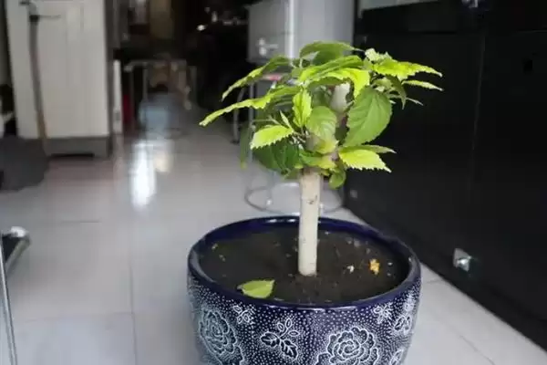 木菊花叶子发黄是什么原因呢,木菊花叶子发黄可能因浇水多或土壤板结插图2