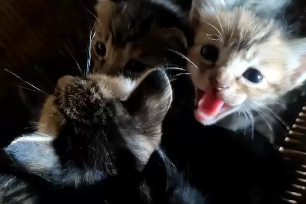 图片[2]-小猫哈人的原因和要点？分析小猫哈人行为需关注哪些方面因素？-会东网