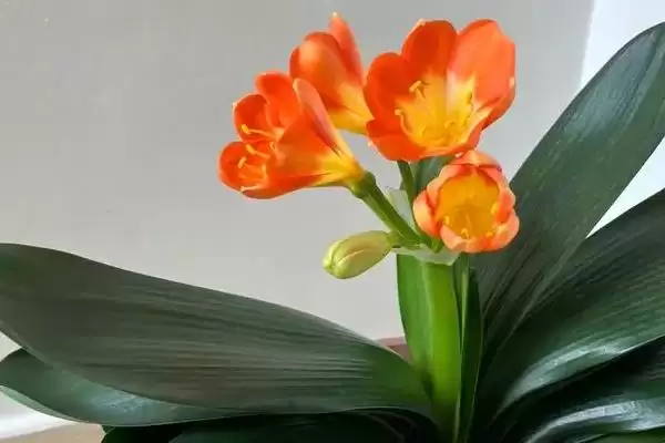 君子兰开花的叶片数量 ,君子兰长出多少片叶子可能开花呢?插图2 君子兰开花的叶片数量 ,君子兰长出多少片叶子可能开花呢?插图2