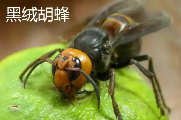 图片[8]-毒蜂的种类，常见以下10种-会东网