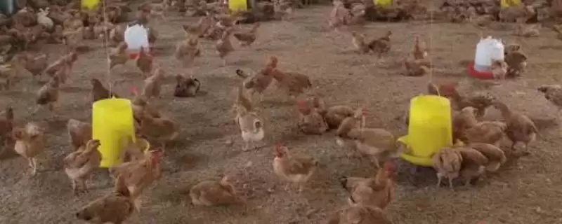 确定养鸡场所需设备的方法和重点？养鸡要做好哪些硬件筹备？-会东网